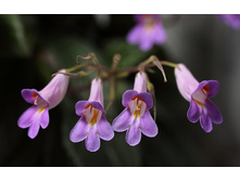 ������ Sinensis - ��������
