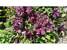 �������� ����������