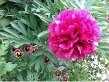 ���� ������.jpg