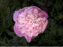 ���� �������_������.jpg