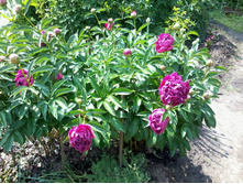 ���� ������ �������� ����.jpg