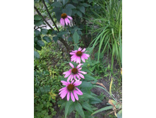 �������� �������.jpg