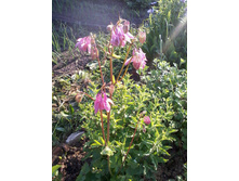 ��������� �������.jpg