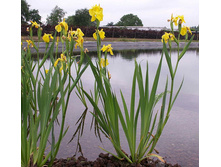 ���� �������� ����������.jpg