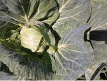 ������� ��������.