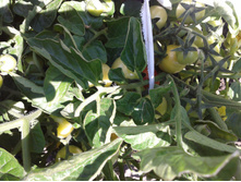 ������ "��������",  ��, ������ ������� 14.07.14