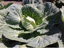 ������� ��������.