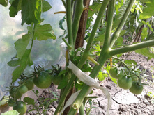 ������ ��������:-) ��������. ���� 2014