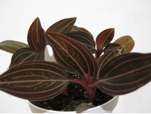 ������� Ludisia Red Velvet