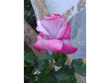 �������. ���� 2014 �.