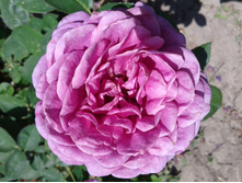 ����� ����. ���� 2014 �.