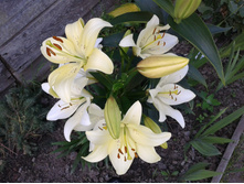 ��� ���������� �����. ���� 2014 �.