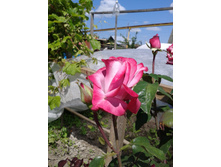 ��������� �������. ���� 2014 �.