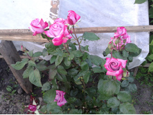 �������. ������ ��������. ���� 2014 �.