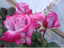 �������. ���� 2014 �.