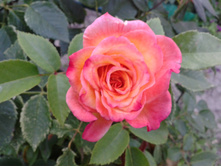 ���������� ��������). ���� 2014 �.