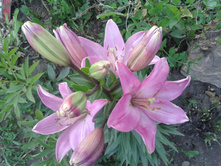 ������� �����. ������. ���� 2014