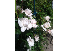 ����� ������ ��� ����. ���� 2014