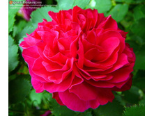 La Marseillaise-9,26