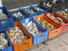 IMAG0987.jpg