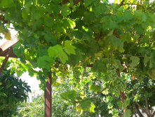 IMAG1038.jpg