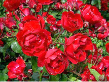 Centenaire de Lourdes Rouge -7,61