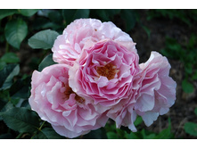 Souvenirs de Louis Amade-9,26