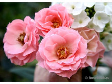 Bouquet de Mariee-7,61