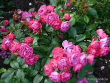 Bordure Magenta-7,61