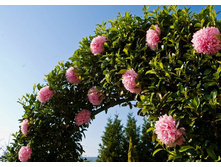 ������ ������������� �������� ��������