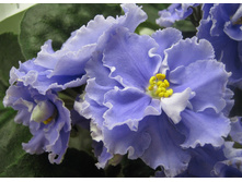 ��-������� ����