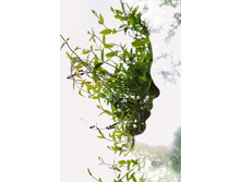 629355-R3L8T8D-650-face-plant-double-exposure.jpg