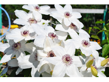 �������� �����