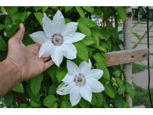 �������� �����