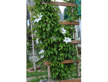 �������� �����