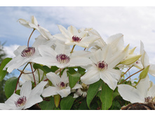 �������� �����