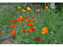 �������� ��������� �����