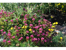 ����� ������.