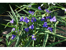 ������� ������������