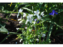 ������ �����