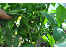 ����� �����