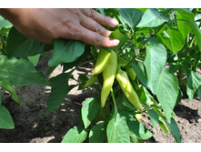 ����� �����