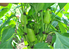 ����� ��������