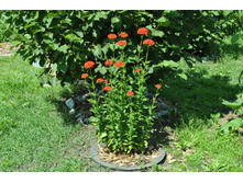 ������ ������� ������������