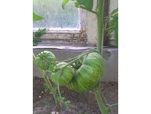 IMAG0378.jpg