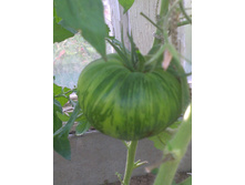IMAG0379.jpg