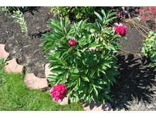 ���� ������ � ������� ����