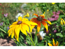 ��� ���� �������� � ����� �����.