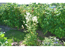 �������� ��������