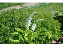 : ��������� ������������